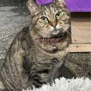 ヒメ日記 2025/02/14 03:19 投稿 あい sweet kiss