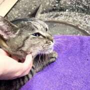 ヒメ日記 2025/02/17 03:29 投稿 あい sweet kiss