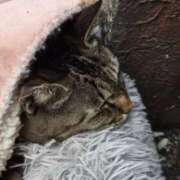 ヒメ日記 2025/02/18 03:39 投稿 あい sweet kiss