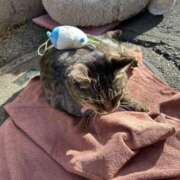 ヒメ日記 2025/02/25 03:29 投稿 あい sweet kiss