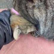 ヒメ日記 2025/03/06 03:09 投稿 あい sweet kiss