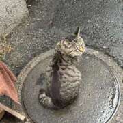 ヒメ日記 2025/03/12 21:23 投稿 あい sweet kiss