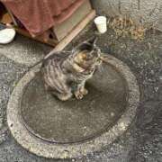 ヒメ日記 2025/03/13 03:49 投稿 あい sweet kiss