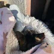 ヒメ日記 2025/03/17 03:19 投稿 あい sweet kiss