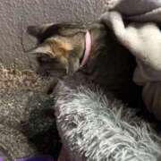 ヒメ日記 2025/03/19 04:39 投稿 あい sweet kiss