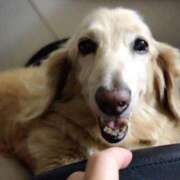 ヒメ日記 2025/03/30 16:39 投稿 あい sweet kiss