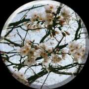 ヒメ日記 2025/03/31 09:19 投稿 あい sweet kiss