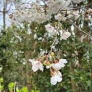 ヒメ日記 2025/04/02 13:59 投稿 あい sweet kiss