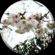 ヒメ日記 2025/04/03 12:04 投稿 あい sweet kiss