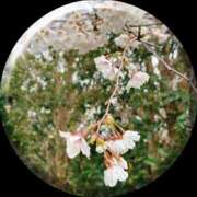 ヒメ日記 2025/04/04 11:49 投稿 あい sweet kiss