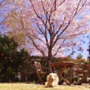 ヒメ日記 2025/04/07 12:59 投稿 あい sweet kiss