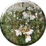 ヒメ日記 2025/04/11 09:09 投稿 あい sweet kiss