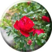 ヒメ日記 2025/05/02 10:12 投稿 あい sweet kiss