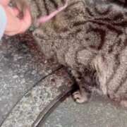 ヒメ日記 2025/05/04 02:12 投稿 あい sweet kiss