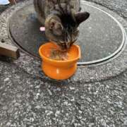 ヒメ日記 2025/05/04 23:32 投稿 あい sweet kiss