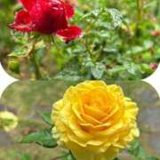 ヒメ日記 2025/05/10 16:49 投稿 あい sweet kiss