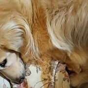 ヒメ日記 2025/05/12 22:39 投稿 あい sweet kiss