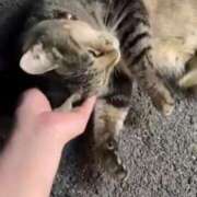 ヒメ日記 2025/05/13 03:09 投稿 あい sweet kiss