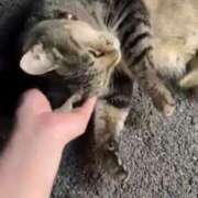 ヒメ日記 2025/06/07 02:49 投稿 あい sweet kiss