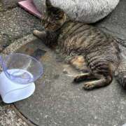 ヒメ日記 2025/06/11 03:19 投稿 あい sweet kiss