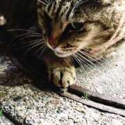 ヒメ日記 2025/06/20 03:19 投稿 あい sweet kiss