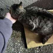 ヒメ日記 2025/07/20 03:09 投稿 あい sweet kiss