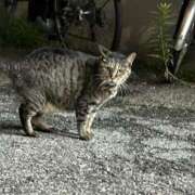 ヒメ日記 2025/07/21 03:39 投稿 あい sweet kiss