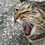 ヒメ日記 2025/07/23 03:29 投稿 あい sweet kiss