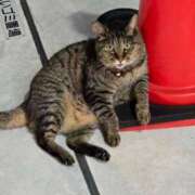 ヒメ日記 2025/07/30 03:29 投稿 あい sweet kiss