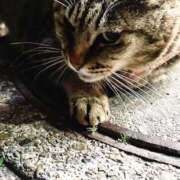 ヒメ日記 2025/08/06 03:29 投稿 あい sweet kiss