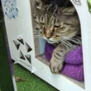 ヒメ日記 2025/08/11 14:08 投稿 あい sweet kiss