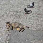 ヒメ日記 2025/08/14 05:19 投稿 あい sweet kiss