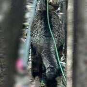 ヒメ日記 2025/08/17 03:49 投稿 あい sweet kiss