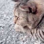 ヒメ日記 2025/08/18 03:39 投稿 あい sweet kiss