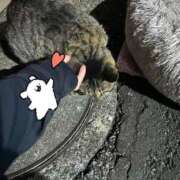 ヒメ日記 2025/08/24 03:39 投稿 あい sweet kiss