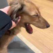 ヒメ日記 2025/09/18 04:09 投稿 あい sweet kiss