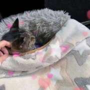 ヒメ日記 2025/09/23 03:09 投稿 あい sweet kiss