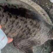 ヒメ日記 2025/09/24 02:59 投稿 あい sweet kiss