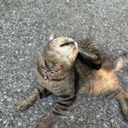 ヒメ日記 2025/10/10 03:49 投稿 あい sweet kiss