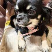 ヒメ日記 2025/10/26 13:21 投稿 あい sweet kiss