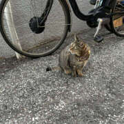 ヒメ日記 2025/10/30 03:57 投稿 あい sweet kiss