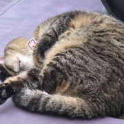 ヒメ日記 2025/11/07 03:30 投稿 あい sweet kiss