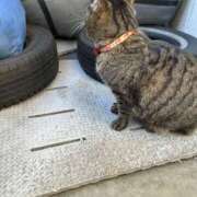 ヒメ日記 2025/12/10 23:50 投稿 あい sweet kiss