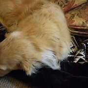 ヒメ日記 2025/12/20 07:33 投稿 あい sweet kiss