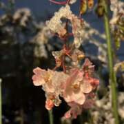 ヒメ日記 2026/01/03 04:54 投稿 あい sweet kiss