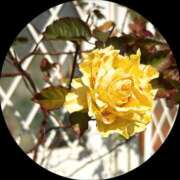 ヒメ日記 2026/01/30 23:40 投稿 あい sweet kiss