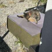 ヒメ日記 2026/02/02 18:33 投稿 あい sweet kiss