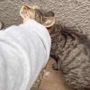 ヒメ日記 2026/02/14 04:29 投稿 あい sweet kiss