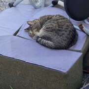 ヒメ日記 2026/02/20 03:52 投稿 あい sweet kiss