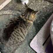 ヒメ日記 2026/03/11 23:22 投稿 あい sweet kiss